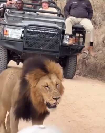 The first cub is feisty