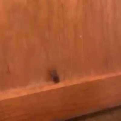 Got this from my dank memes group