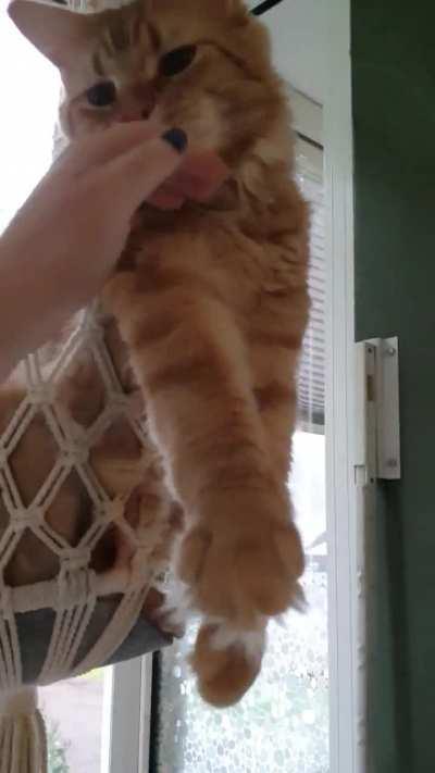 I dont know how he finds that comfortable (also derpy meows)