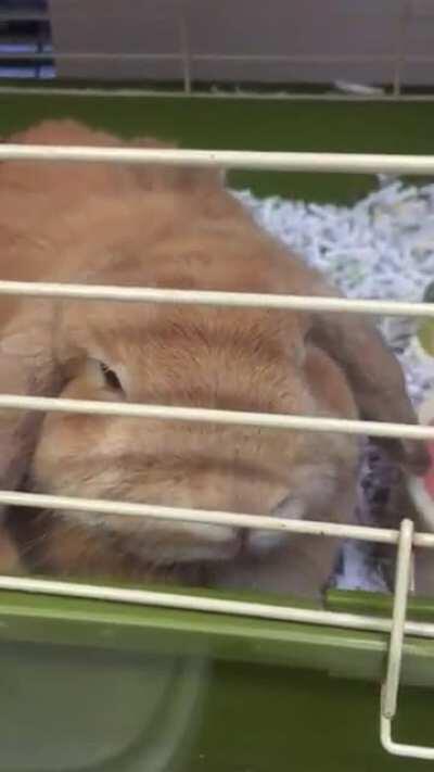 Petting one of our boarding bunnies at work (Hopsy) to get on her good side, but I think she’s still planning my death