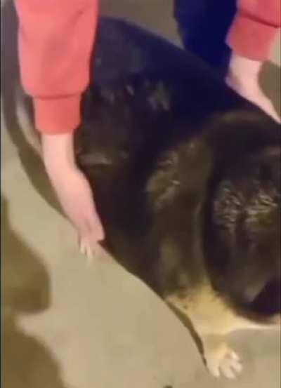 Perro Waton/Guaton/Huaton/Con_sobrepeso (Como se escriba)