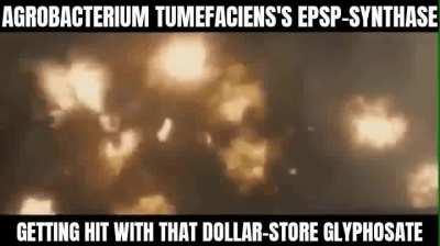 Yet another win for A. tumefaciens.