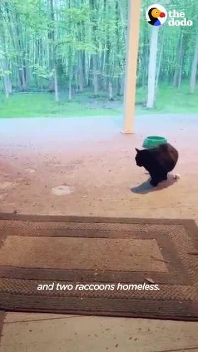 Trash pandas find a slice of heaven