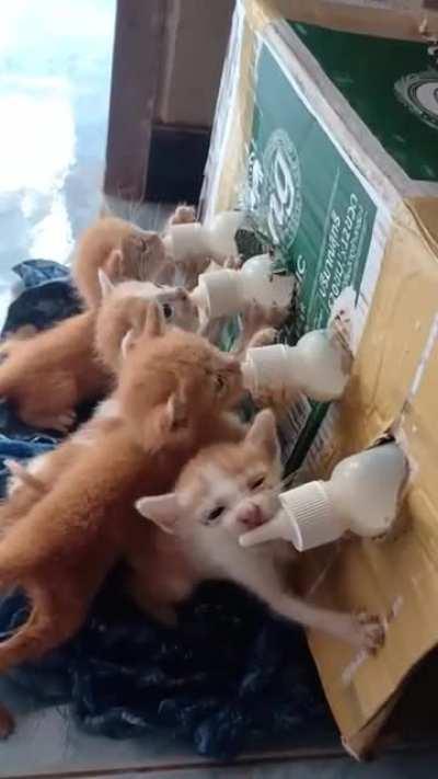 Woman saves kittens and sets up this feeding station for them at her home