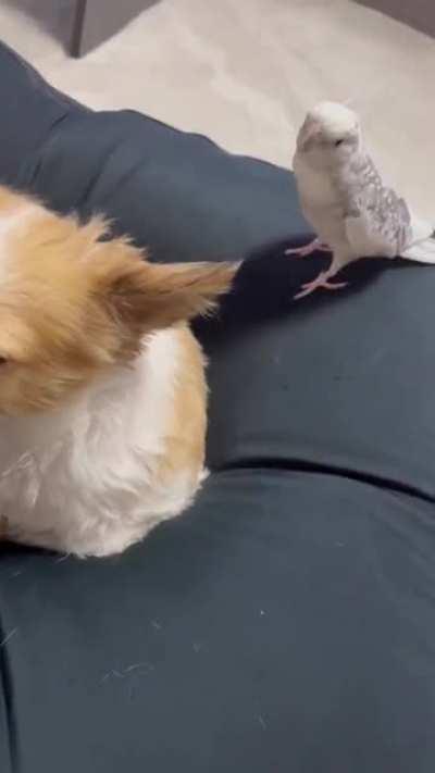 Jingle Bells, Jingle Bells. Jingle All The Way!