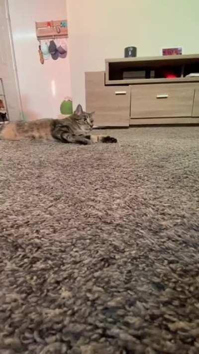 I seriously cannot stop laughing at this!