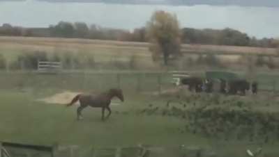 Horse playing with birds