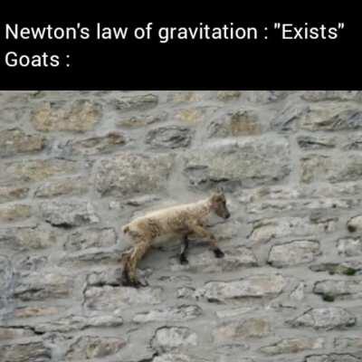 Gravity doesn't apply to goats