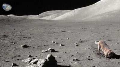 Made it work for zoom ( moon dog )