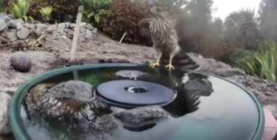 The impact of just one small fountain.