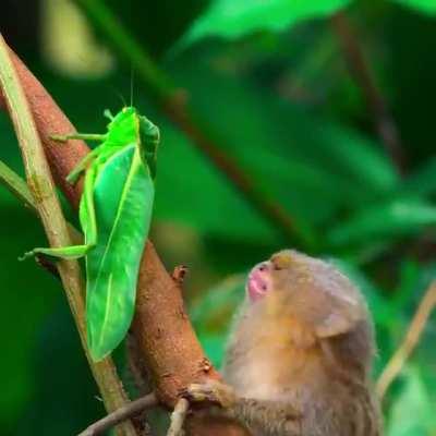 Pygmy marmoset is fascinated by an insect