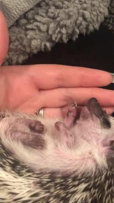 9 week old Spike having some sweet dreams! 💕🥰