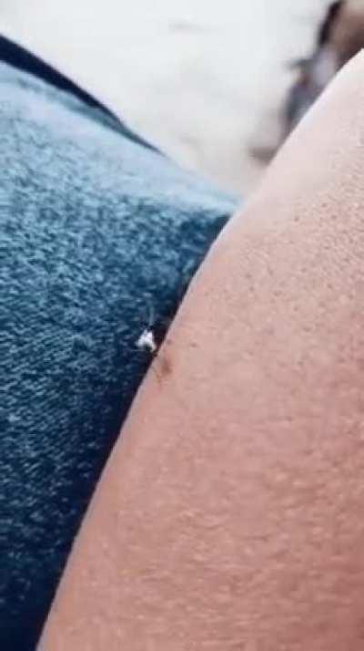 Mosquito broxa hauehaueha