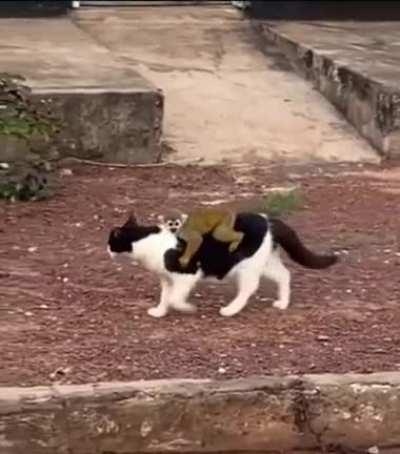 Cat helping little monkey find its family