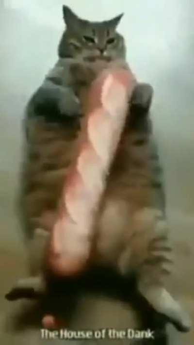 Un meme che ho trovato a caso sul mio dispositivo