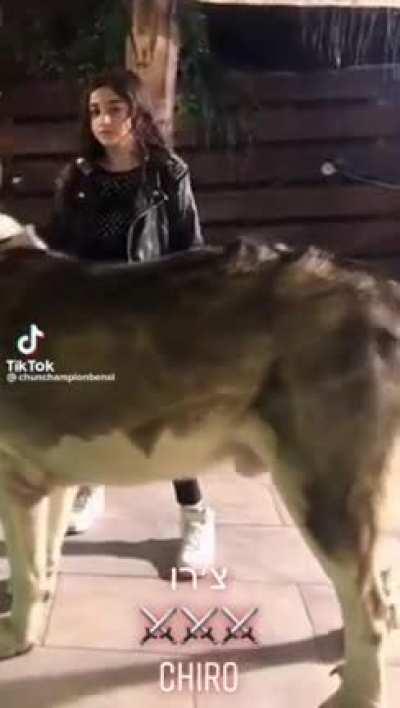 What an absolute unit of a dog