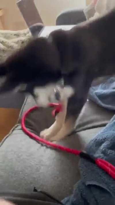 I was right in the middle of a Zoom call and Floki decided to start trampolining next to me…