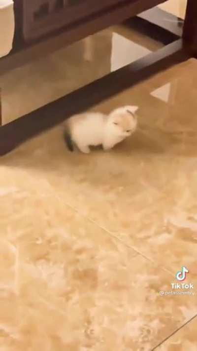 i’m sorry for tiktok but it’s sooo smoool and floofy