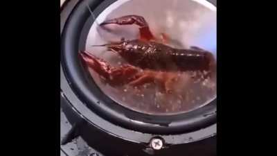 Random Shit Fourťŷ Fivė