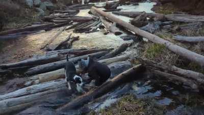 WCGW attempting to cross a creek on floating logs?