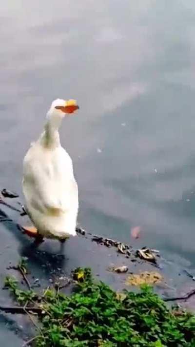 Pato vs Borboleta AMV Link Park