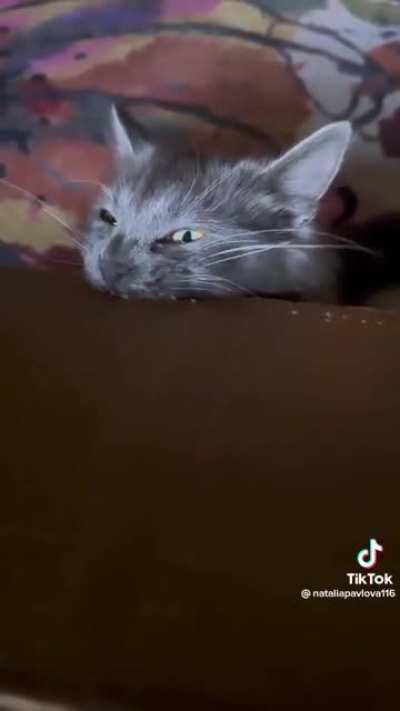 Cat biting cardboard, for some reason. Perma scungy