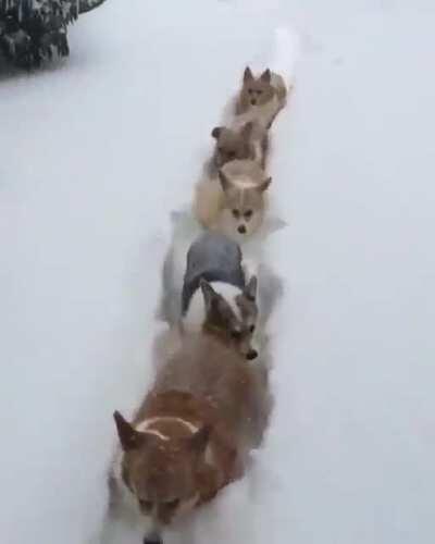 There's good reason why Corgis don't race in the Iditarod!