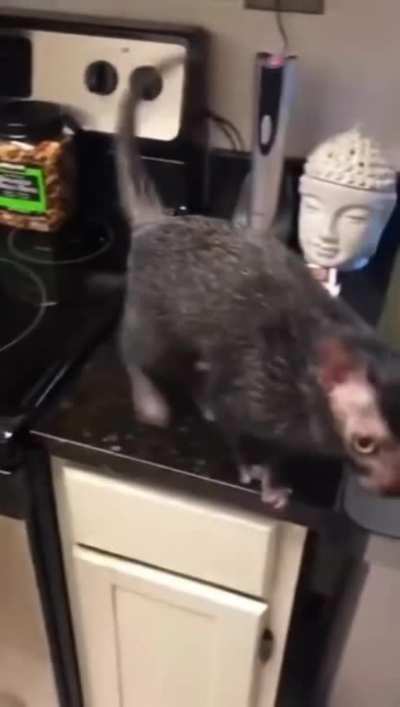 It's like a hairless cat... with hair