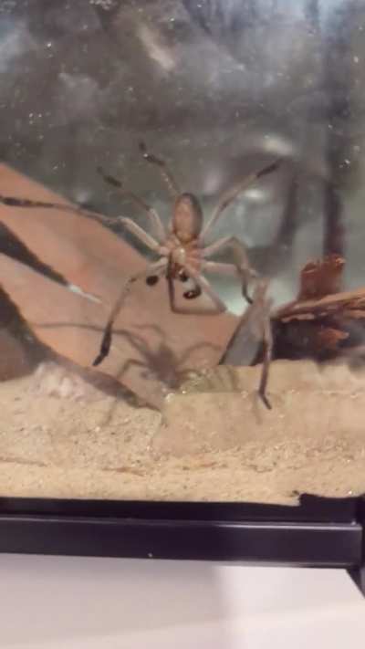 My 1 year old huntsman killing himself 