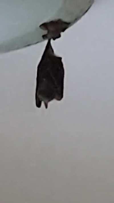 Is anyone else seeing bats more often lately??? This particular bat keeps flying into my home