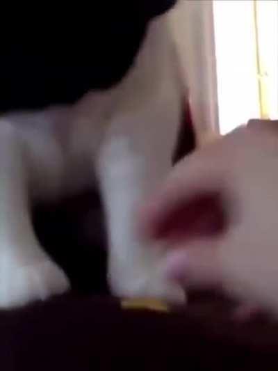 Cats react to durian fruit