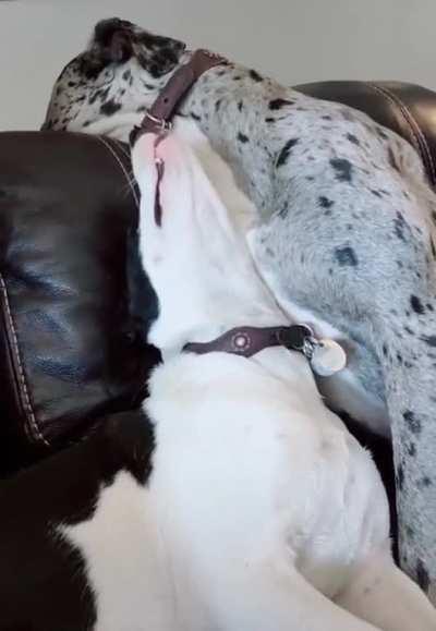 This is where little dogs sit