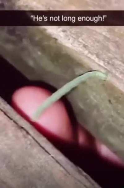 The little caterpillar that could