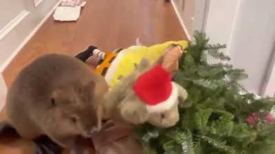 This beaver was orphaned and rescued as a newborn. It has an incredible instinct to build a dam, even though it has never seen its parents build one