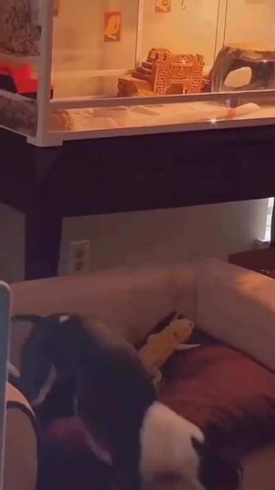 An audacious reptilian theft