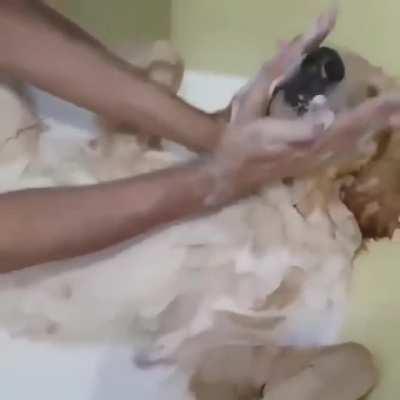 What more could a dog ask for