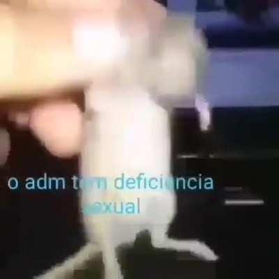Bom dia bom dia bom dia bom dia