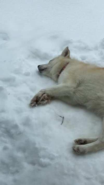 Doggo.exe has stopped working