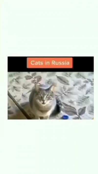 The cats that go to gym be like 💀 :