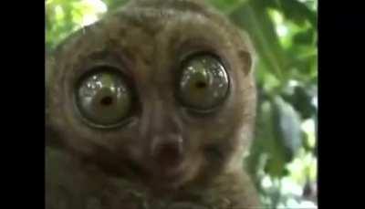 Those eyes... (with sound)