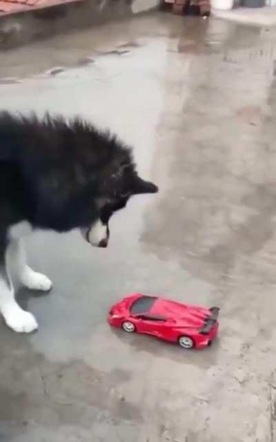 He’s alright, just a little startled