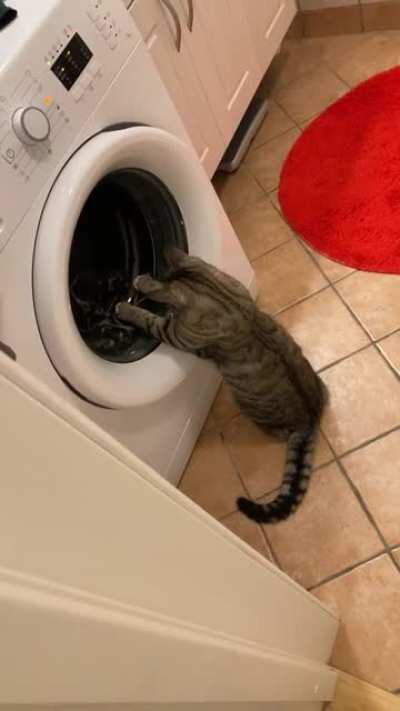 When you accidentally wash the toy mouse