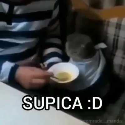 BOSNIAK CAT!!!!!1 STRONK