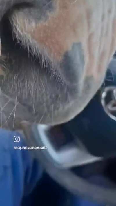 Otro caso más de coimas en los controles de tránsito