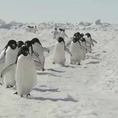 March of the Penguins