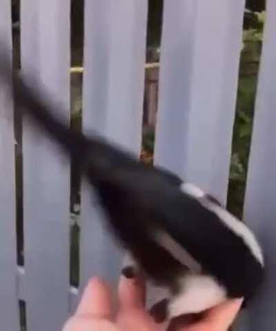 Guy saves birds stuck on a fence.