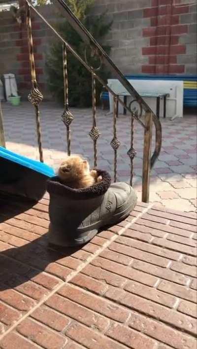 Morning of the Puss in Boots