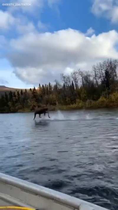 This moose running on... water?
