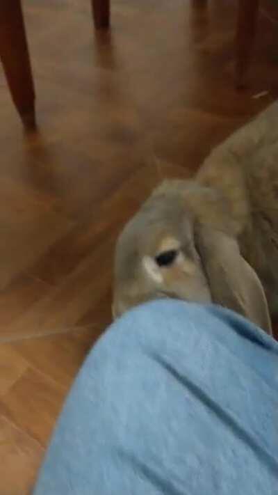 Just Ringo grooming my pants