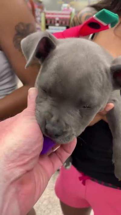 Met this baby at work today. Her name is Blue. Look at that purple tongue!!!